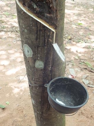 天然ゴムの9割を東南アジアのパラゴムノキから採取している