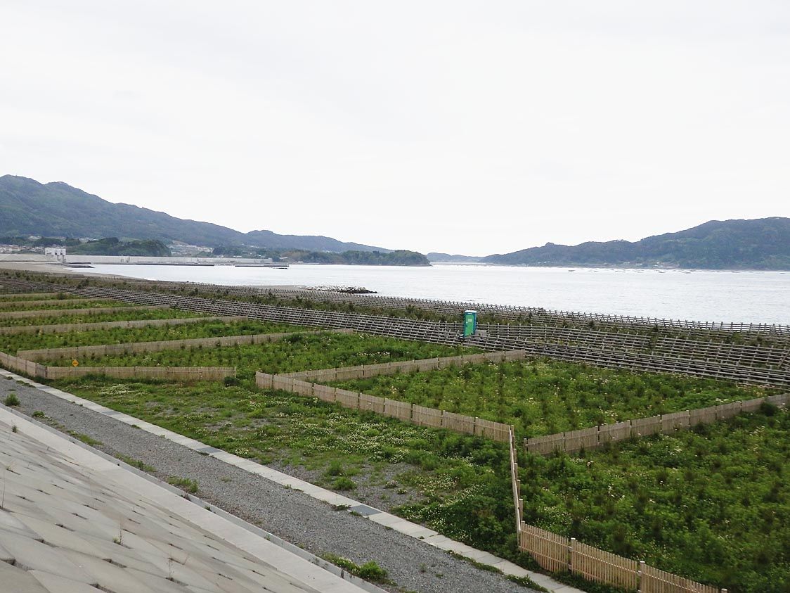 4万本の松の植樹を終えた高田松原。50年後、震災前の風景を取り戻す