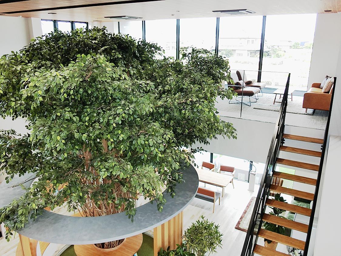 新社屋の中には大きな木があり、ゆったりした空間になっている