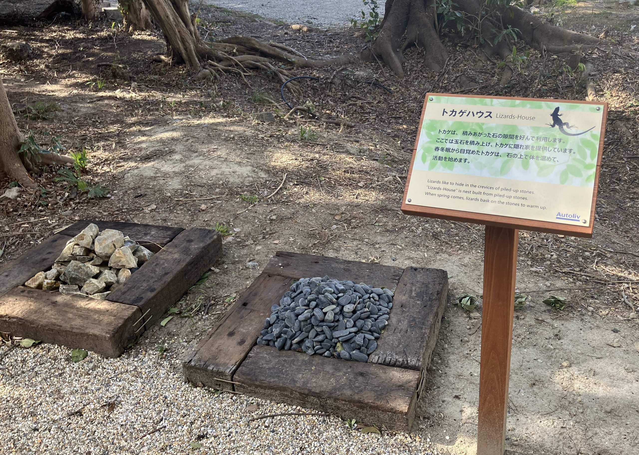 設置されたトカゲハウス